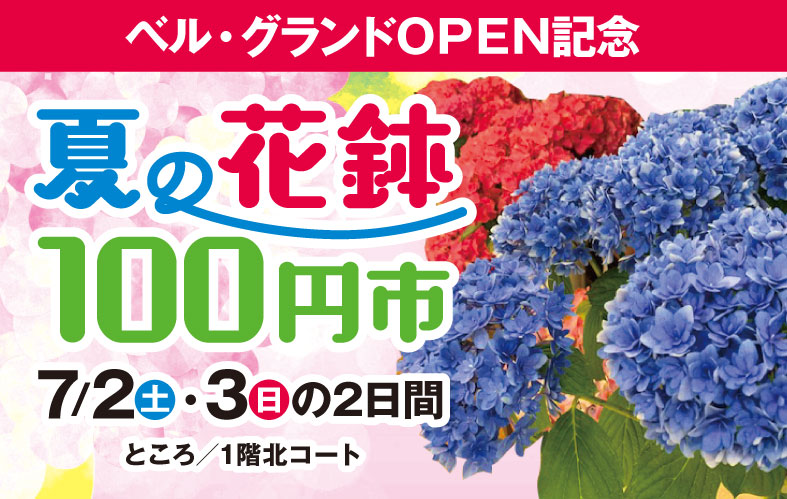 夏の花鉢100円市